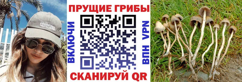 Псилоцибиновые грибы Magic Shrooms как найти кракен зеркало Карабулак